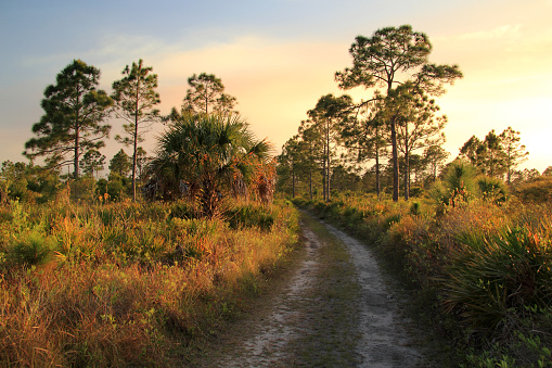 Scenic Pinelands in the Bear Island Unit of Big Cypress National Preserve, Florida Everglades