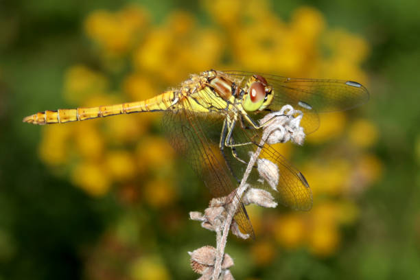 istock SYMPETRUM SANGUINEUM close-up 930637038