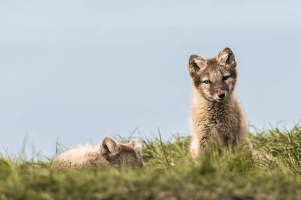 istock Arctic fox cubs, one lying and one sitting looking at camera, Svalbard 930637256