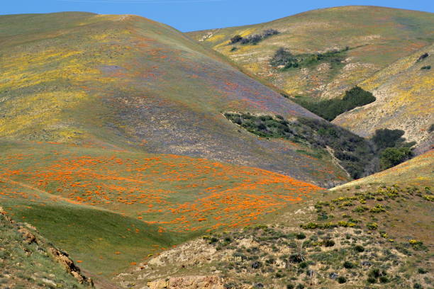 spring wildflowers, gorman hills, california - tehachapi imagens e fotografias de stock