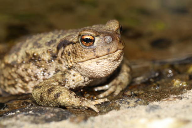 istock Common Toad (Bufo bufo) with Toadfly larvae (Lucilia bufonivora) near its nostrils, Amsterdamse Waterleiding Duinen, North Holland, The Netherlands 930637668