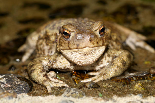 istock Common Toad (Bufo bufo) with Toadfly larvae (Lucilia bufonivora) near its nostrils, Amsterdamse Waterleiding Duinen, North Holland, The Netherlands 930637746