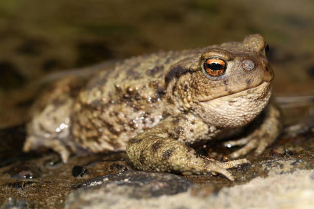 istock Common Toad (Bufo bufo) with Toadfly larvae (Lucilia bufonivora) near its nostrils, Amsterdamse Waterleiding Duinen, North Holland, The Netherlands 930637830