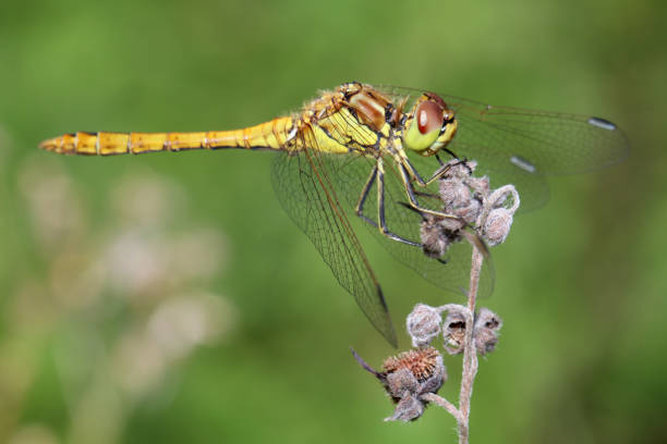 istock SYMPETRUM SANGUINEUM close-up 930640064