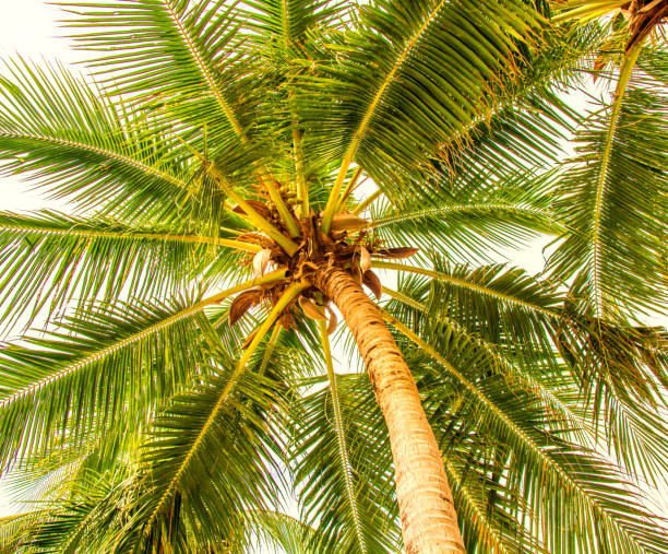 istock high, beautiful palm trees, clear sky, the sand, the warm tropics. 930648382