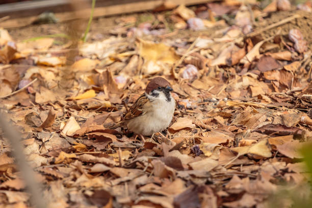 istock Sparrow in the leaves 2 930651050