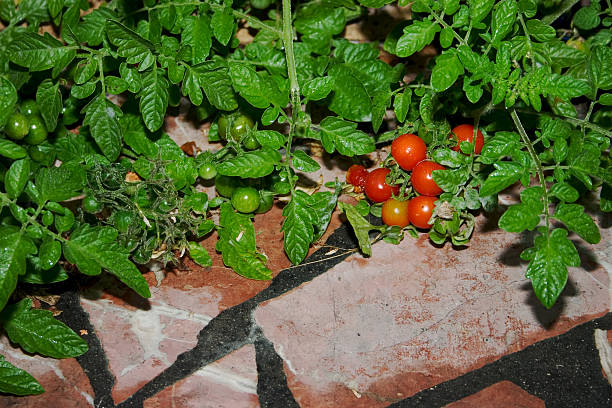 pomidorkami - cherry tomato flash zdjęcia i obrazy z banku zdjęć