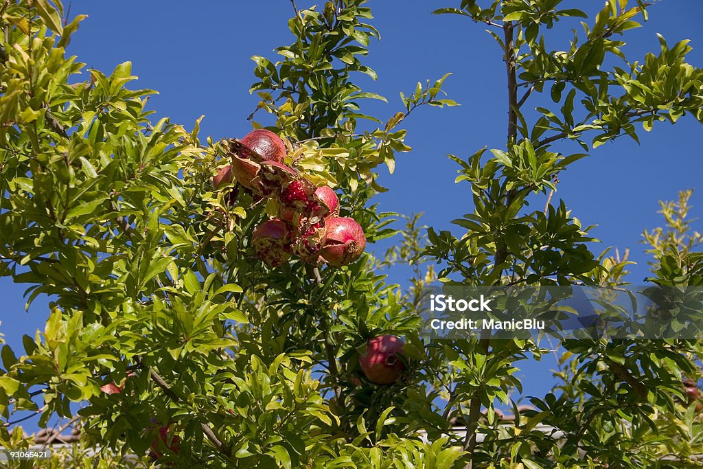 Pomegranate tree  Blue Stock Photo