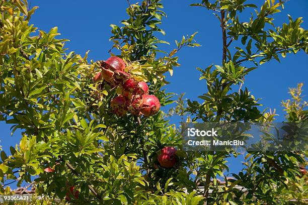 Pomegranate Tree Stock Photo - Download Image Now - Blue, Bright, Bush