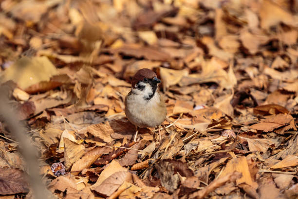 istock Sparrow sitting in the leaves 930655874