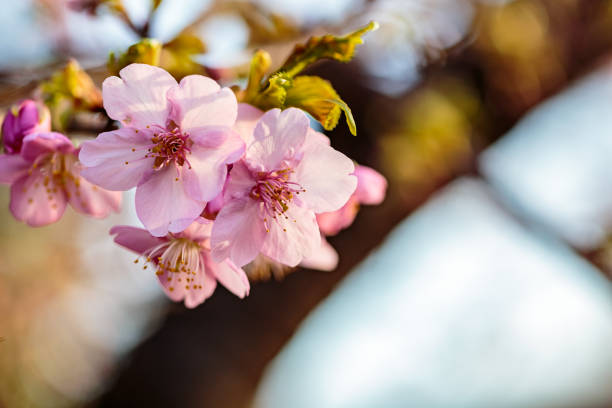 istock cluster of pink plum blossoms 2 930657572
