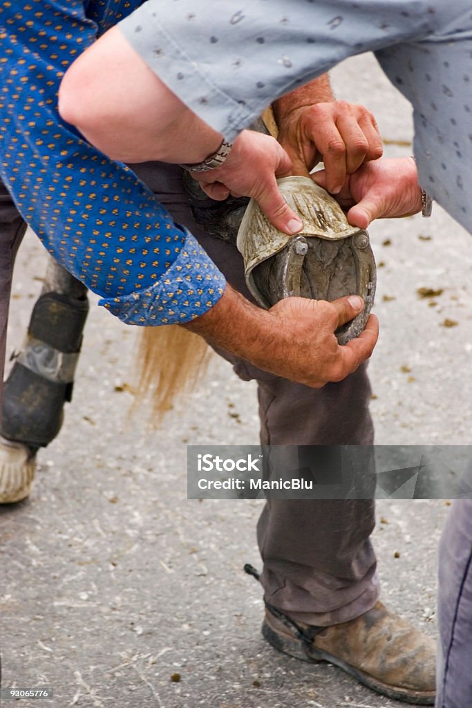 Cheval soin - Photo de Adulte libre de droits