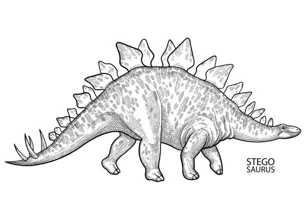 illustrazioni stock, clip art, cartoni animati e icone di tendenza di stegosaurus grafico - stegosauro