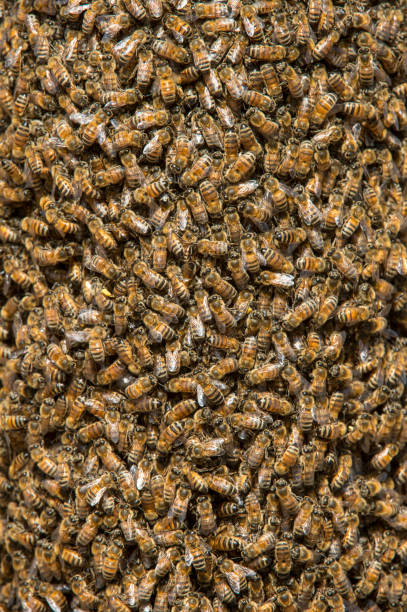istock Close-up of Swarming Bees Forming a New Colony 930658030