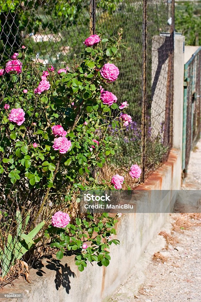 Rose bush de - Foto de stock de Flor libre de derechos