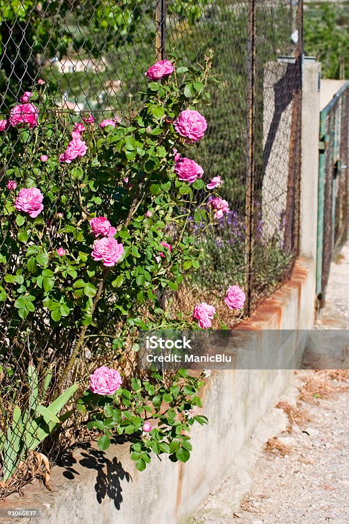 Rose bush - Royalty-free Cor de rosa Foto de stock