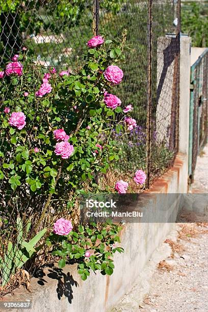 Rose Bush - Fotografias de stock e mais imagens de Cor de rosa - Cor de rosa, Flor, Rosa - Flor