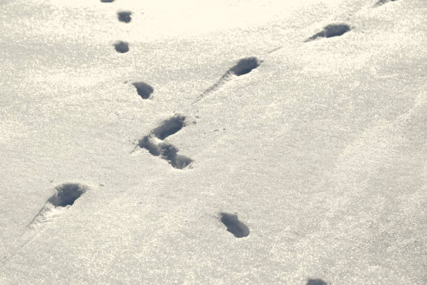 istock Crossed Animal Tracks in Snow 930662564