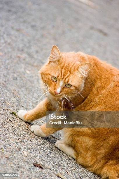 Photo libre de droit de La Précarité banque d'images et plus d'images libres de droit de Animaux de compagnie - Animaux de compagnie, Anxiété, Assis