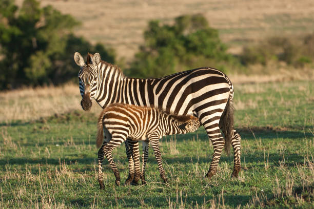 Wild Zebra Mother and Nursing Foal