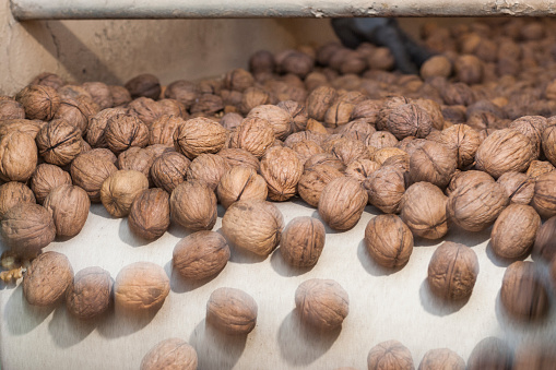 Bleached walnuts moving down a belt to the next processing station, in preparation for being shipped to market.\n\nTaken in Escalon, California, USA.