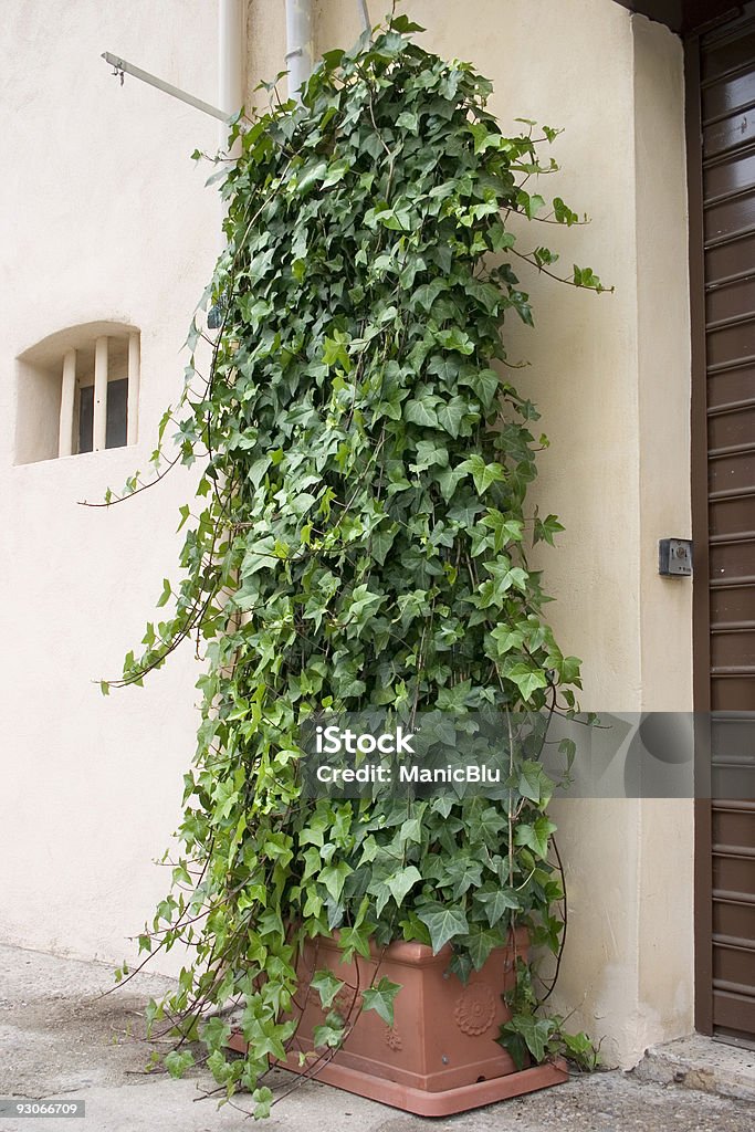 Ivy Planter  Color Image Stock Photo