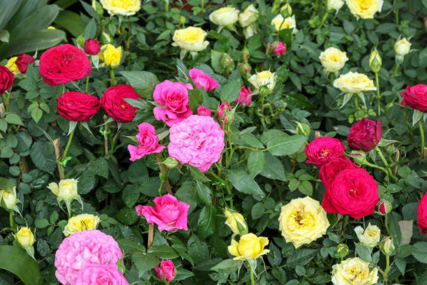istock Beautiful roses in the garden 930669544