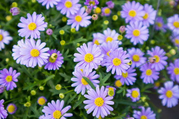 fiori di margherita blu - spring close up daisy yellow foto e immagini stock