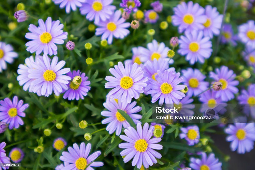 blue daisy flowers Daisy Stock Photo