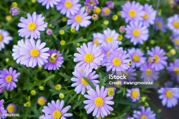 Blue Daisy Flowers Stock Photo - Download Image Now - Daisy, Blue, Chamomile