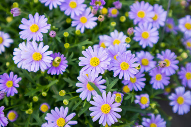 blue daisy flowers - chamomile daisy sky flower imagens e fotografias de stock