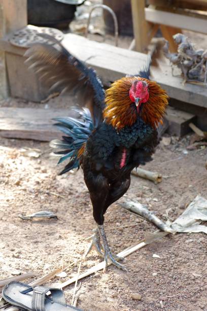istock Thai cock and chicken in farm 930669614
