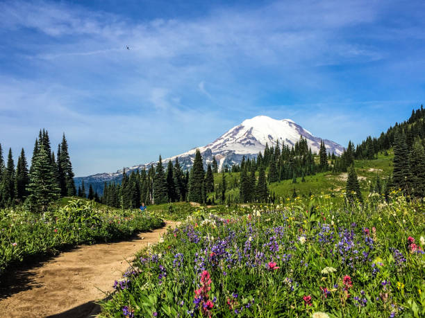 Mount Rainier in the background and wildflowers in a meadow. Mount Rainier and wildflowers seen from the Naches Peak Loop trail, in Mount Rainier National Park, Washington State. mt rainier national park stock pictures, royalty-free photos & images