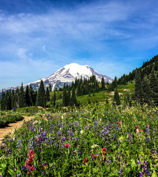 istock Mount Rainier in the background and wildflowers in a meadow. 930669936