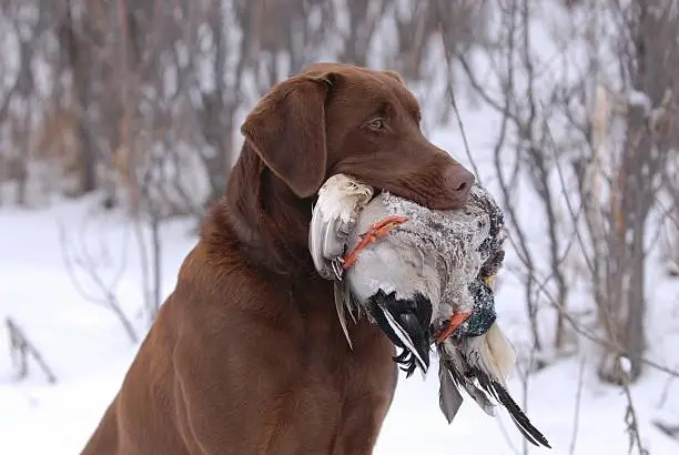 Photo of Duck Hunter