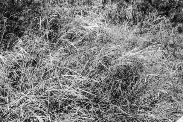 istock Grass grows beside the roadway at Hawaii 930672258
