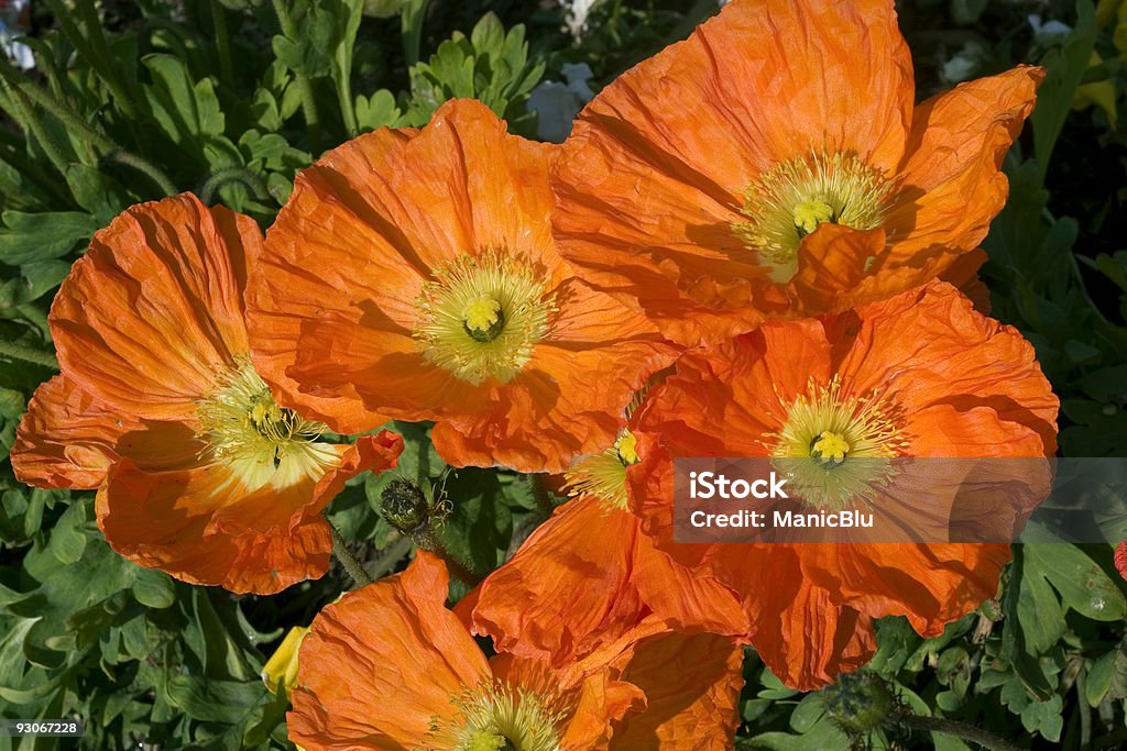 Arancio poppies - Foto stock royalty-free di Aiuola