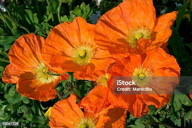 Arancio Poppies - Fotografie stock e altre immagini di Aiuola - Aiuola, Ambientazione esterna, Arancione