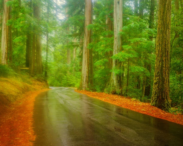 국가로 빅 분 지 레드우드 주립 공원, 캘리포니아 - rainforest redwood forest footpath 뉴스 사진 이미지