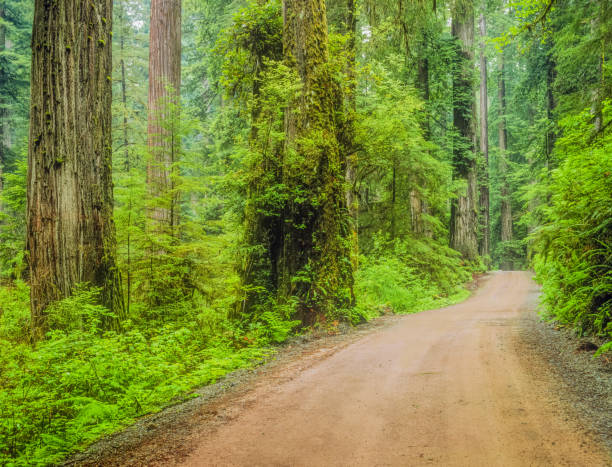 제데디아 스미스 레드우드 주립 공원, 캘리포니아에서 국가 비포장도로 - rainforest redwood forest footpath 뉴스 사진 이미지