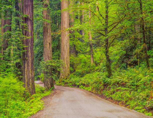 제데디아 스미스 레드우드 주립 공원, 캘리포니아에서 국가 비포장도로 - rainforest redwood forest footpath 뉴스 사진 이미지