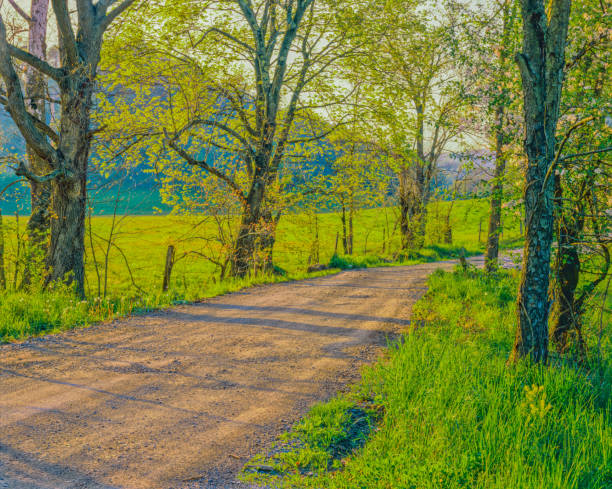 dirt road through green forest