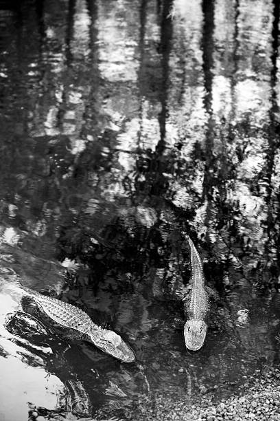 Two Alligators in Black and White stock photo