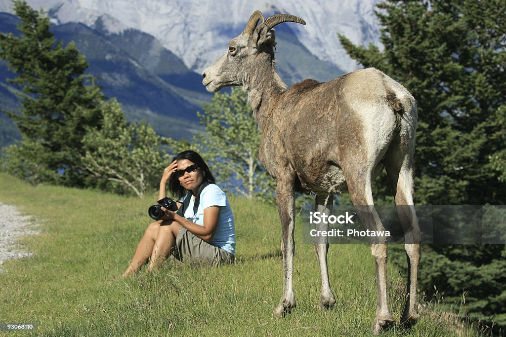 Frau mit Dickhornschaf - Lizenzfrei Banff Stock-Foto