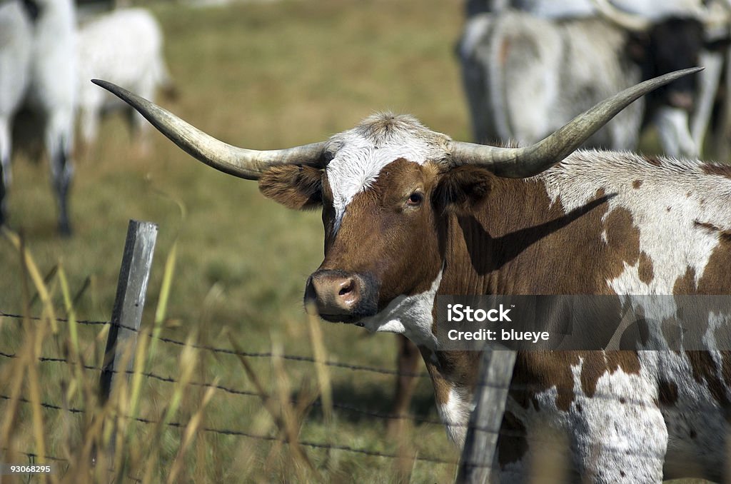 Longhorn - Foto de stock de Gado Texas Longhorn Steer royalty-free