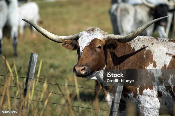 Foto de Longhorn e mais fotos de stock de Gado Texas Longhorn Steer - Gado Texas Longhorn Steer, Animal, Animal doméstico