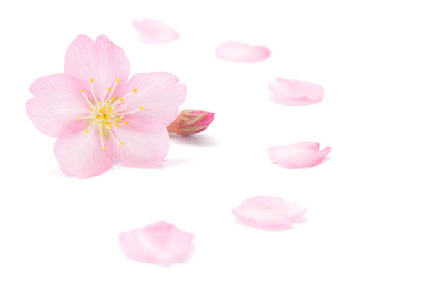 Japanese pink cherry blossom and petals isolated on white background