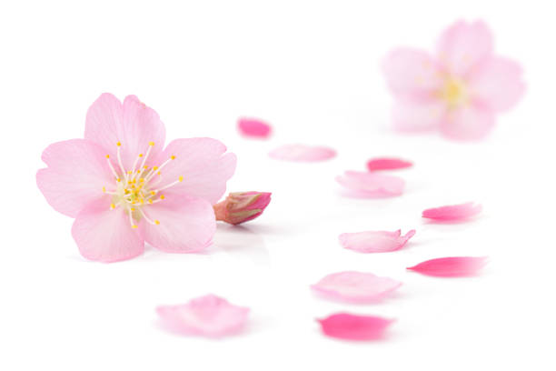 istock Japanese cherry blossom and petals isolated on white background 930683142
