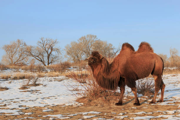 two-humped bactrian camel in xinjiang, china (camelus bactrianus) - bactrianus imagens e fotografias de stock