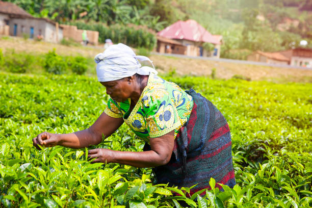 frau kommissionierung teeblätter in ruanda - tea crop picking agriculture women stock-fotos und bilder